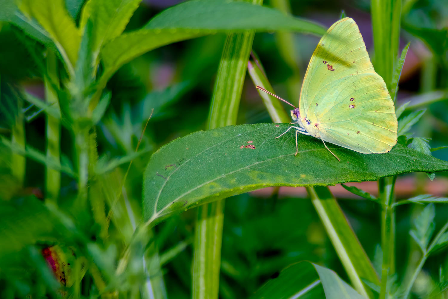 Cloudless Sulphur (Phoebis sennae)