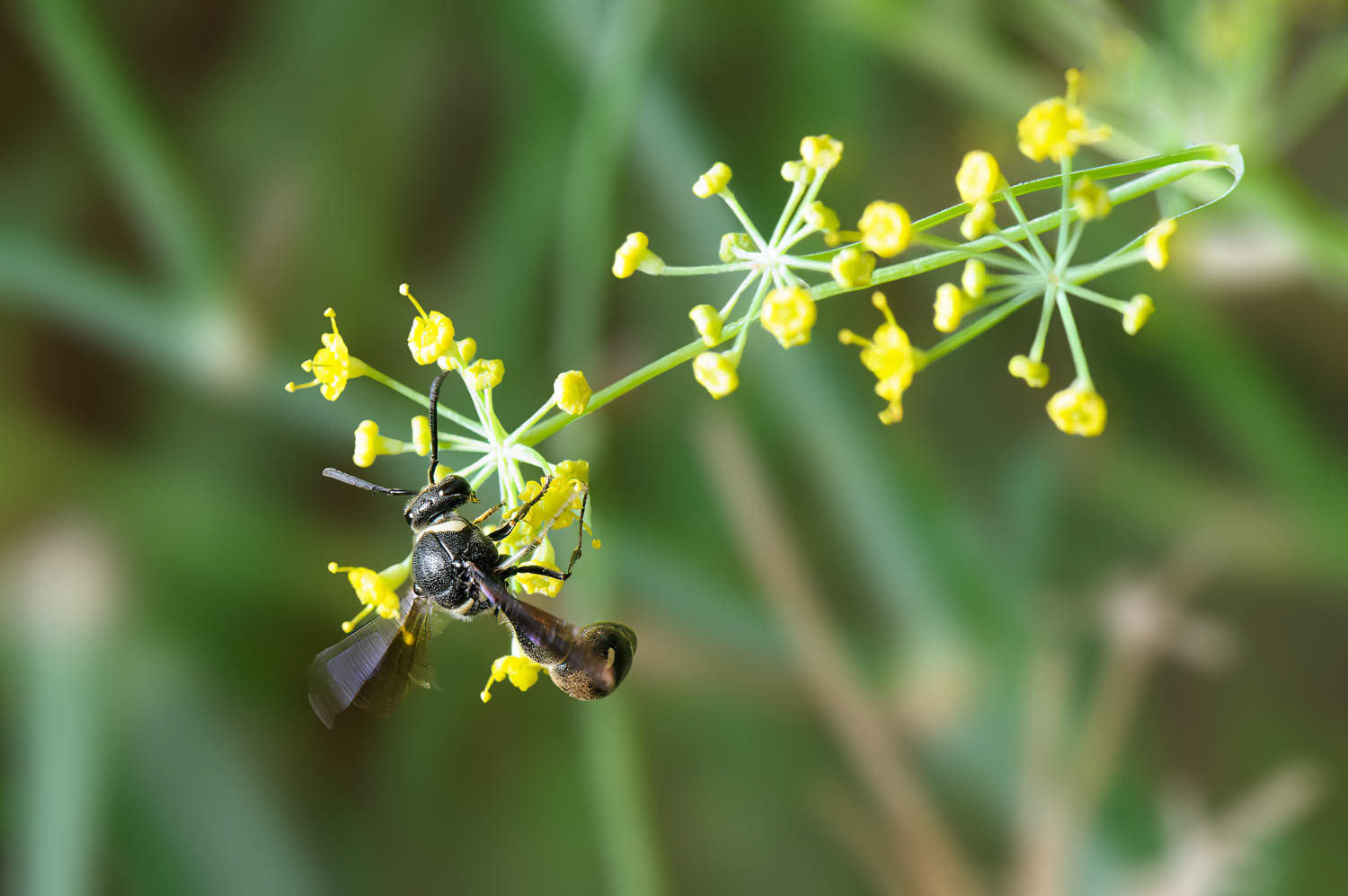 Potter Wasp (Eumenes fraternus )