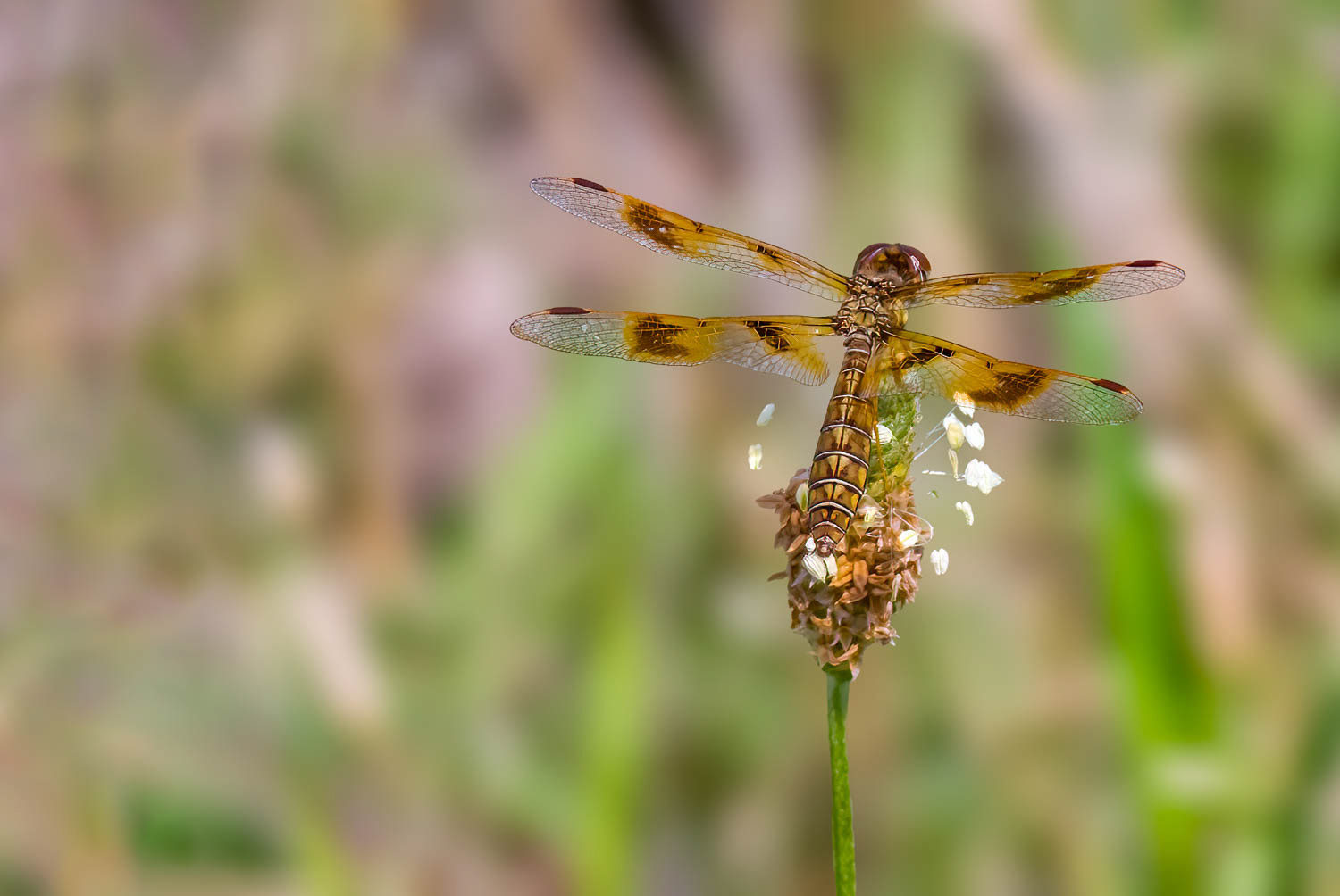 Eastern Amberwing (Perithemis tenera)