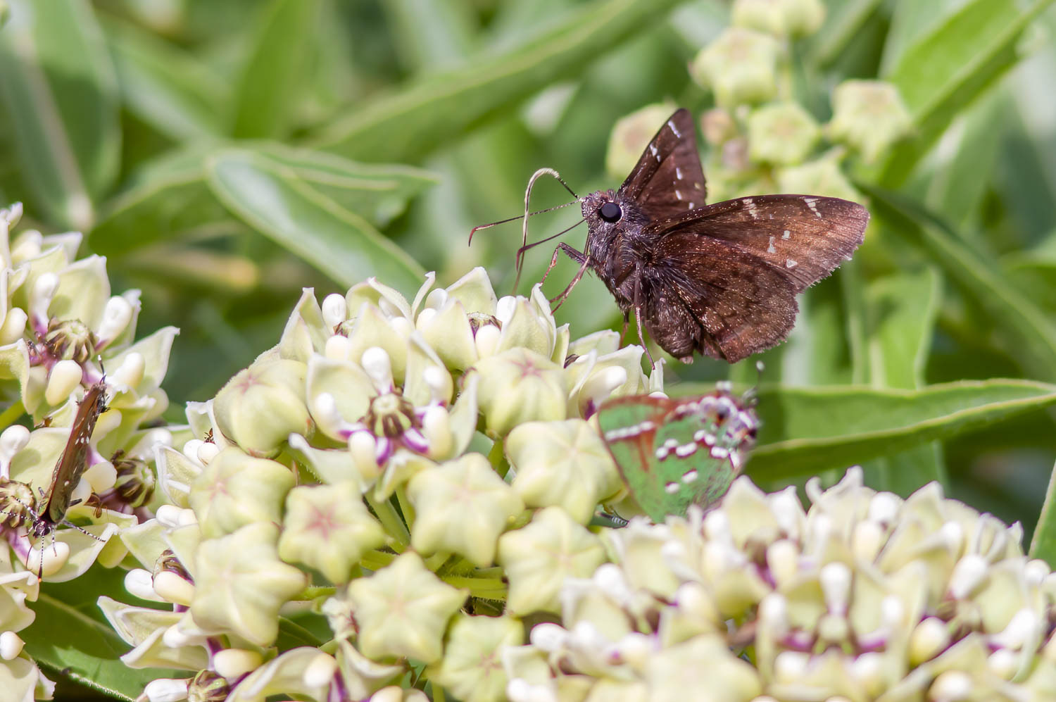 Northern Cloudywing (Thorybes pylades)
