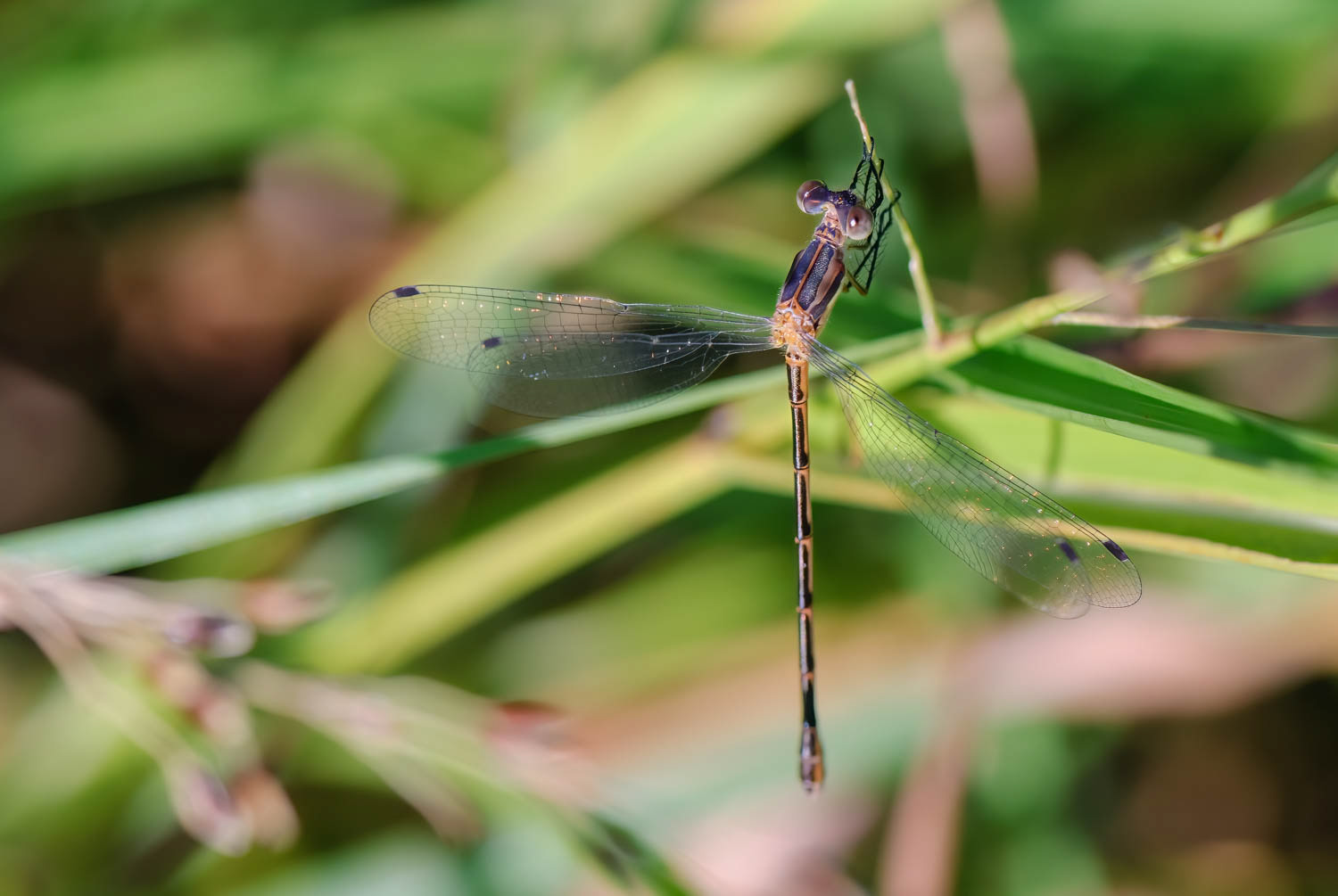 Southern Spreadwing (Lestes australis)