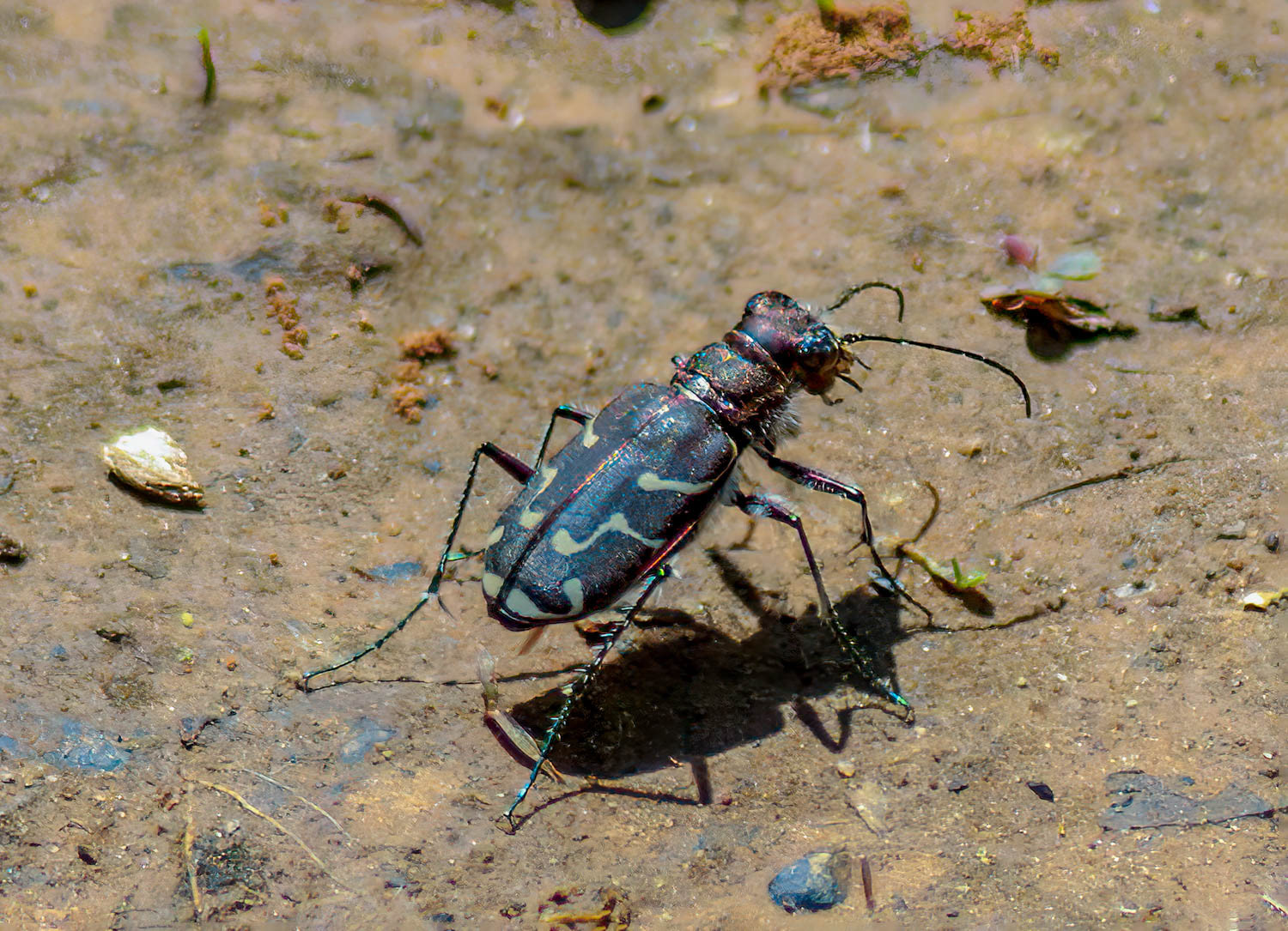 Blowout Tiger Beetle (Cicindela lengi Horn)