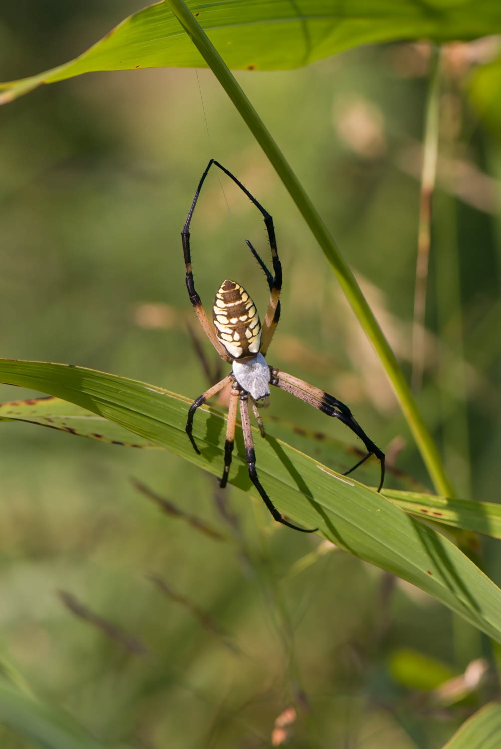 Black & Yellow Garden Spider