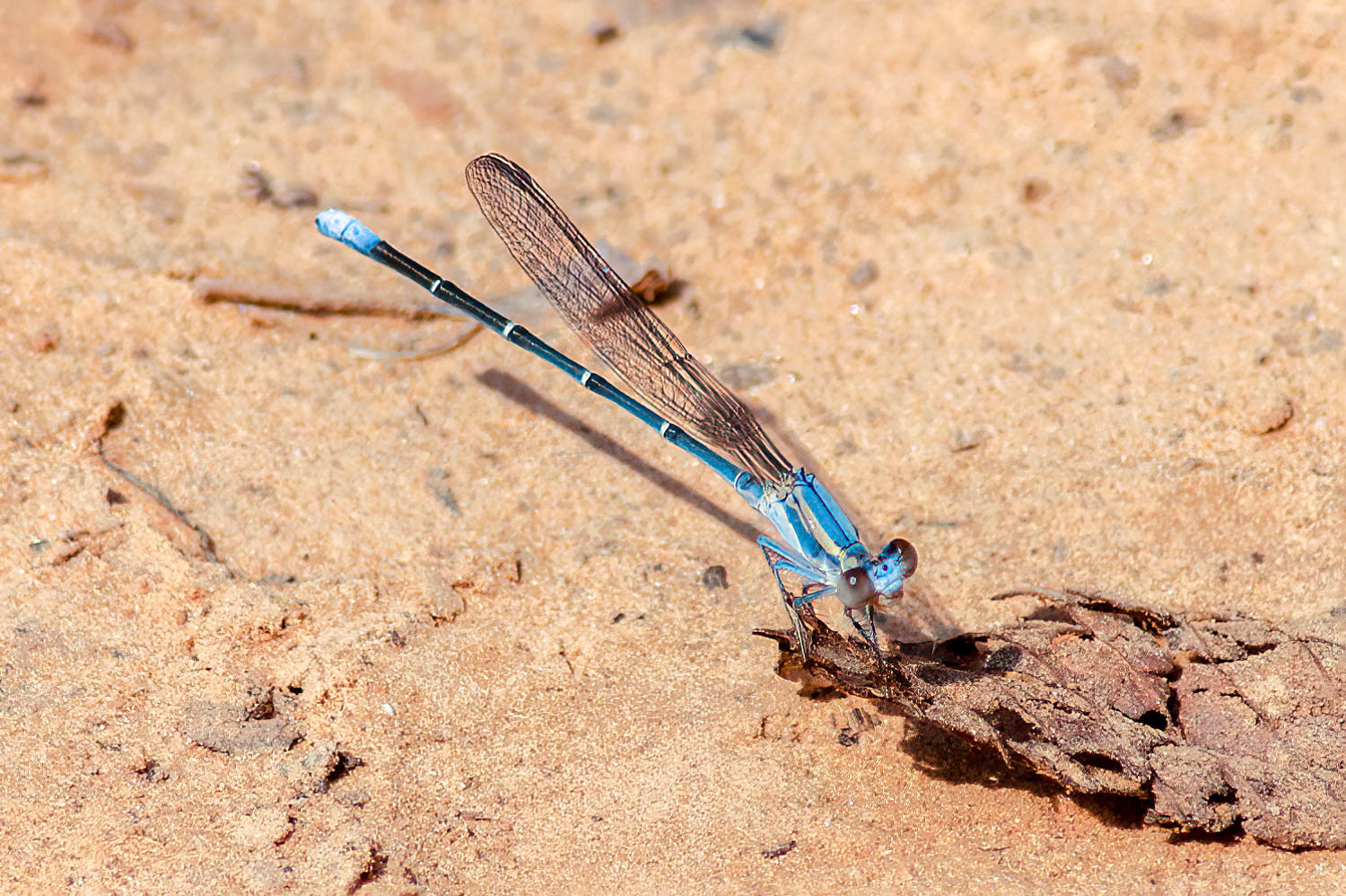 Blue-tipped Dancer (Argia tibialis) Male