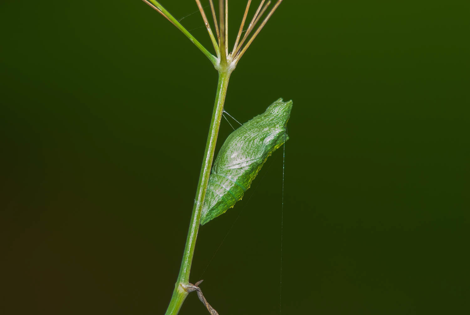 Black Swallowtail Caterpillar (Papilio polyxenes)