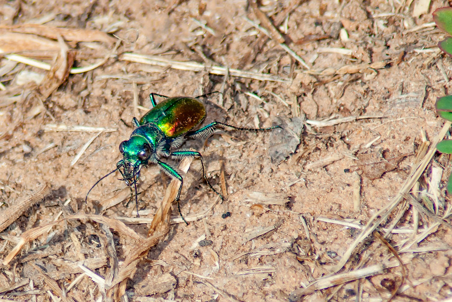 Six-spotted Tiger Beetle