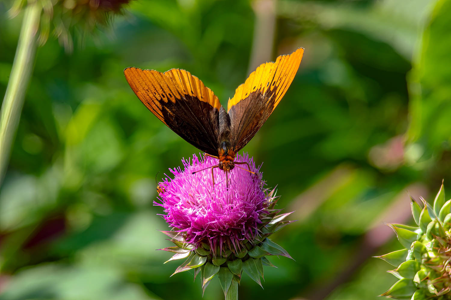 Diana Fritillary (Speyeria diana )