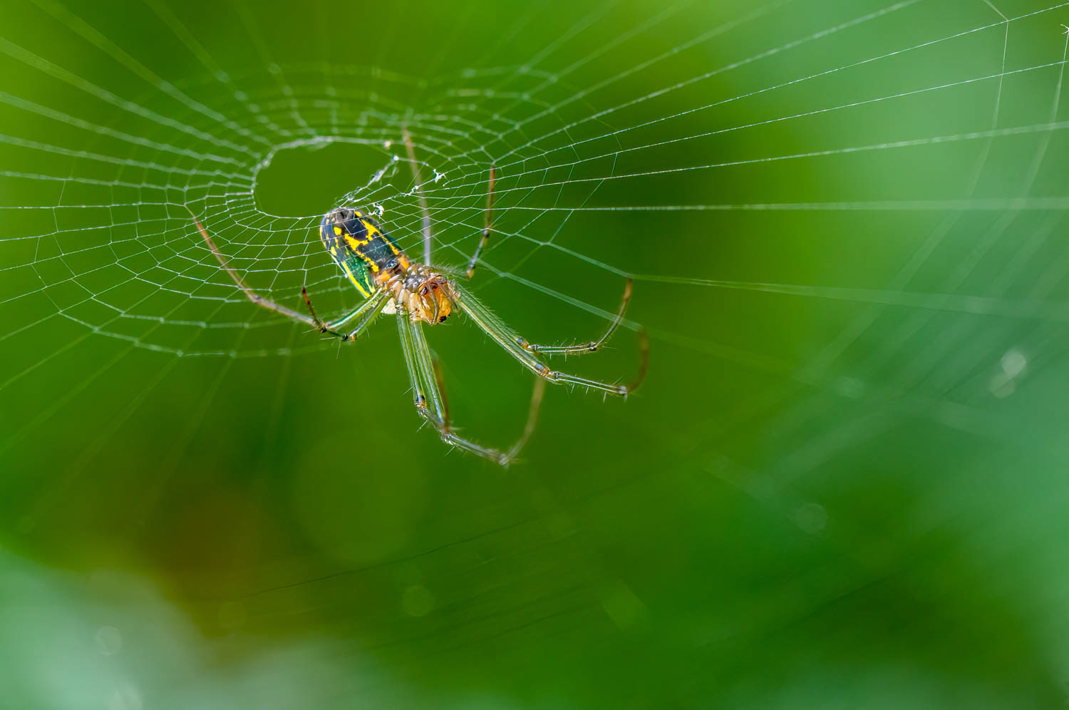 Orchard Orbweaver (Leucauge venusta)