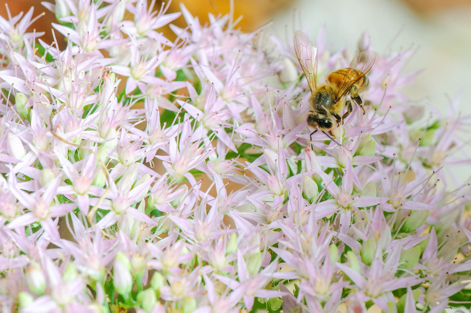 Western Honetbee (Apis meliffera)