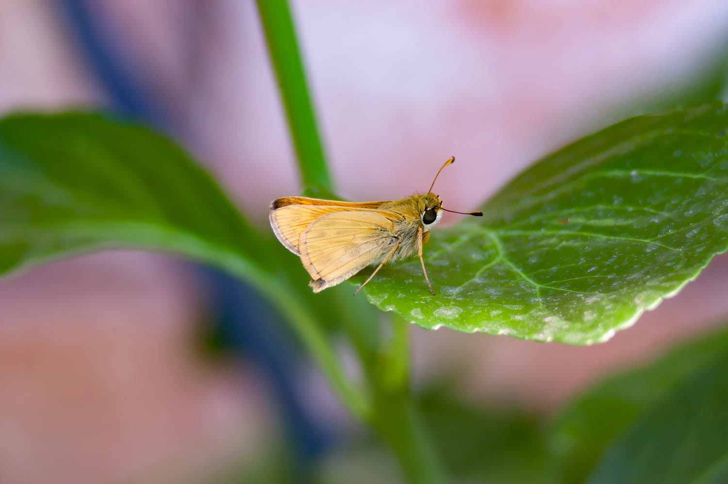 Least Skipper (Ancyloxypha numitor)