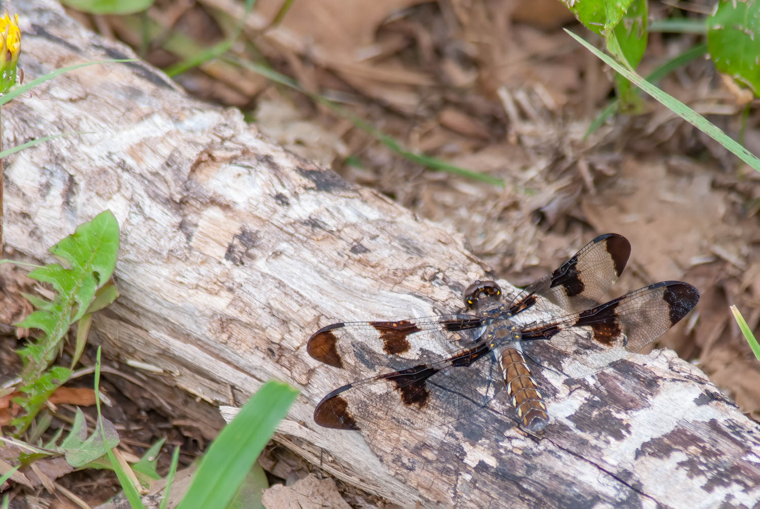 Common Whitetail (Libellula Lydia) Female