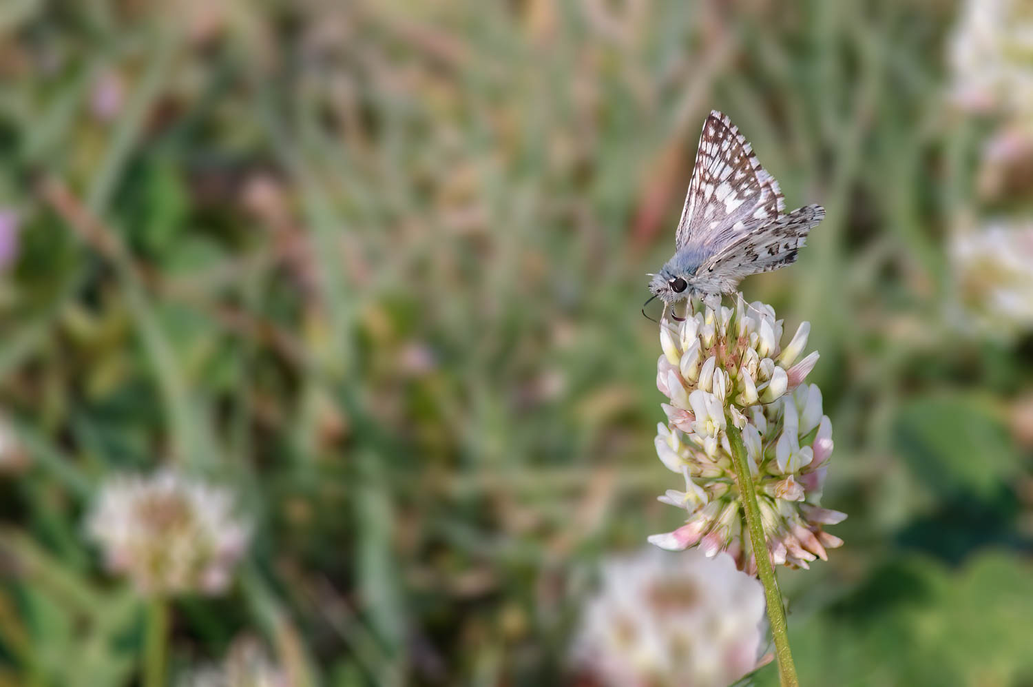 Checkered Skipper (Burnsius communis)