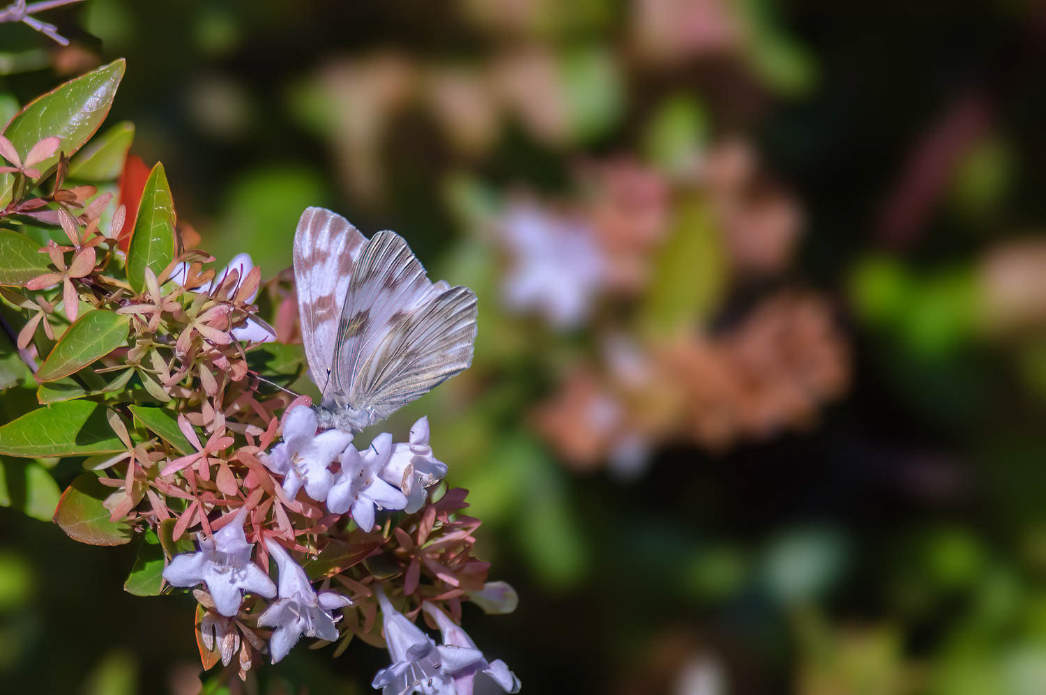 Checkered White (Pontia protodice)