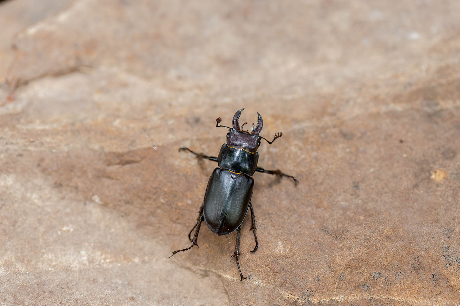Stag Beetle (Lucanus cervus)