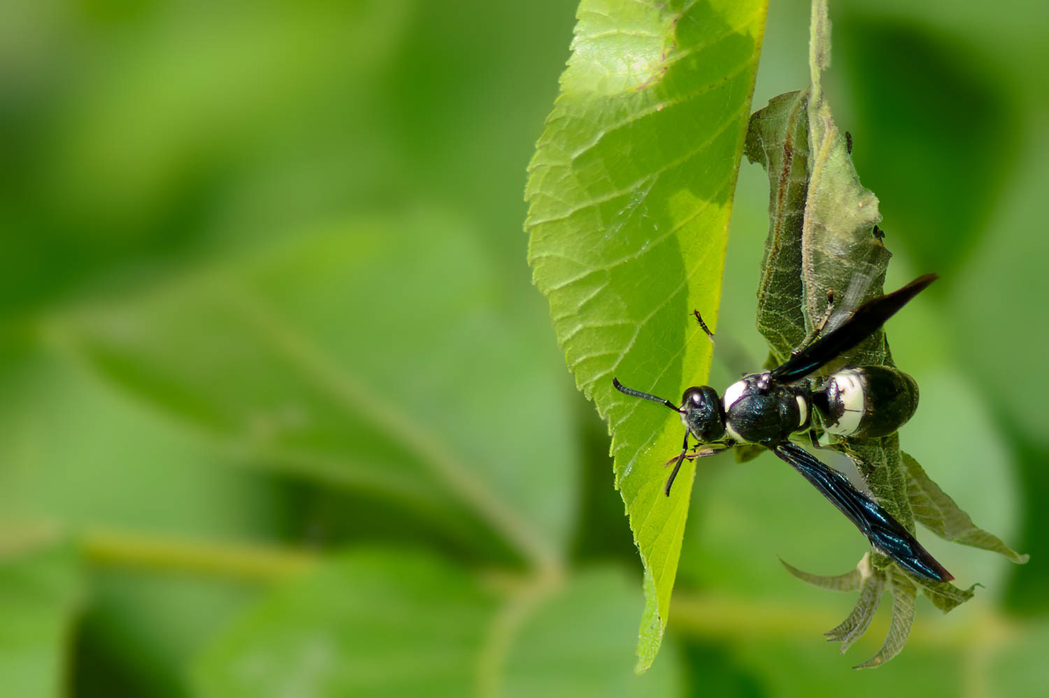 Mason Wasp (Mason Wasp)