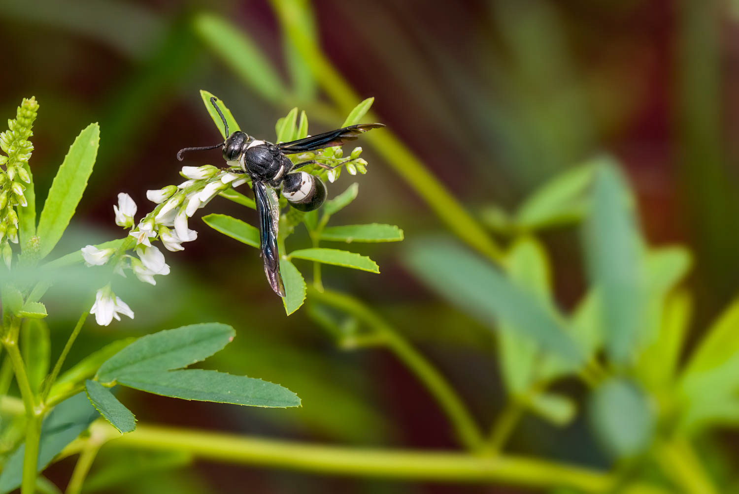 Mason Wasp (Mason Wasp)