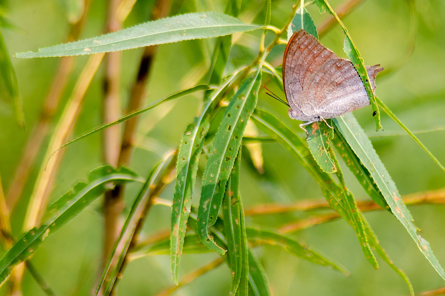 Goatweed Leafwing (Anaea andria)