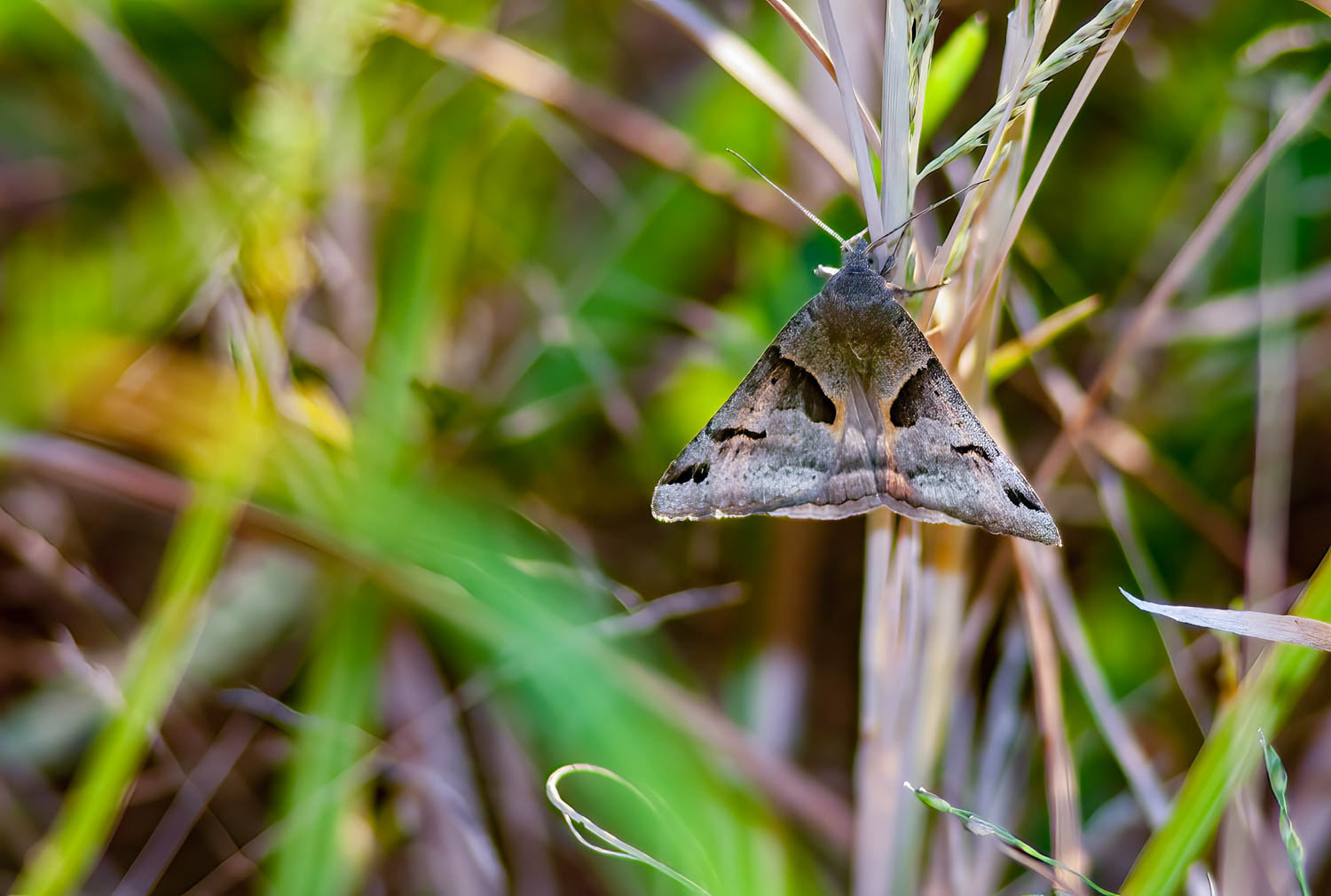 Forage Looper (Caenurgina erechtea)