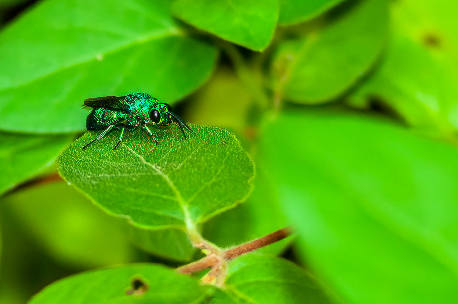 Cuckoo Wasp (Chrysididae)
