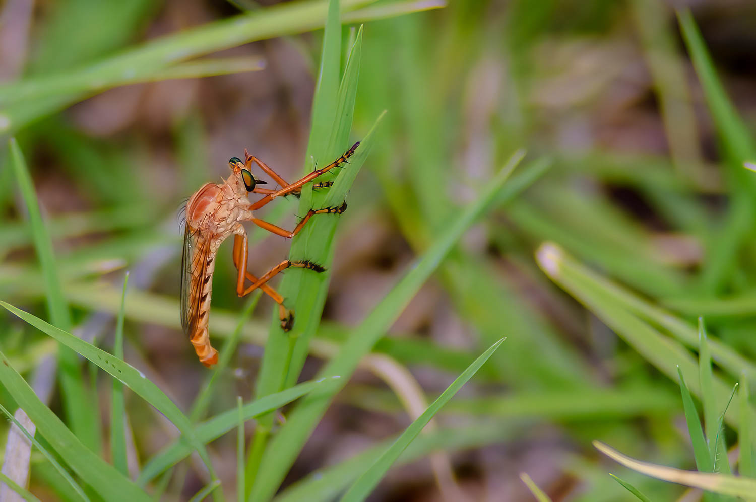 Robber Fly (Diogmites sp)