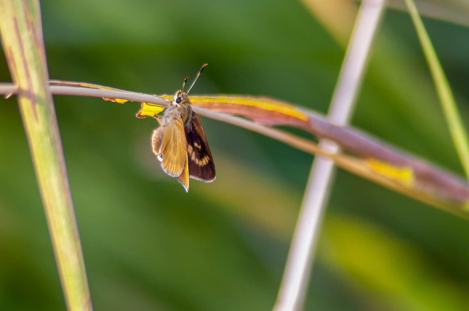 Byssus Skipper (Problema byssus)