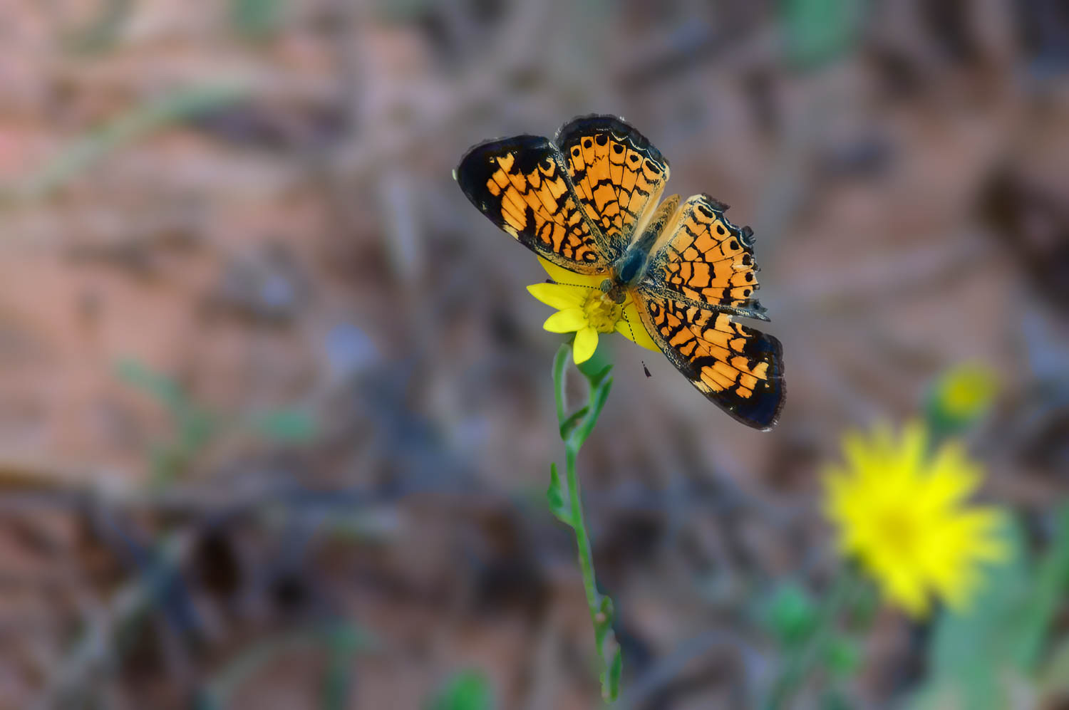 Pearl Crescent (Phyciodes tharos)