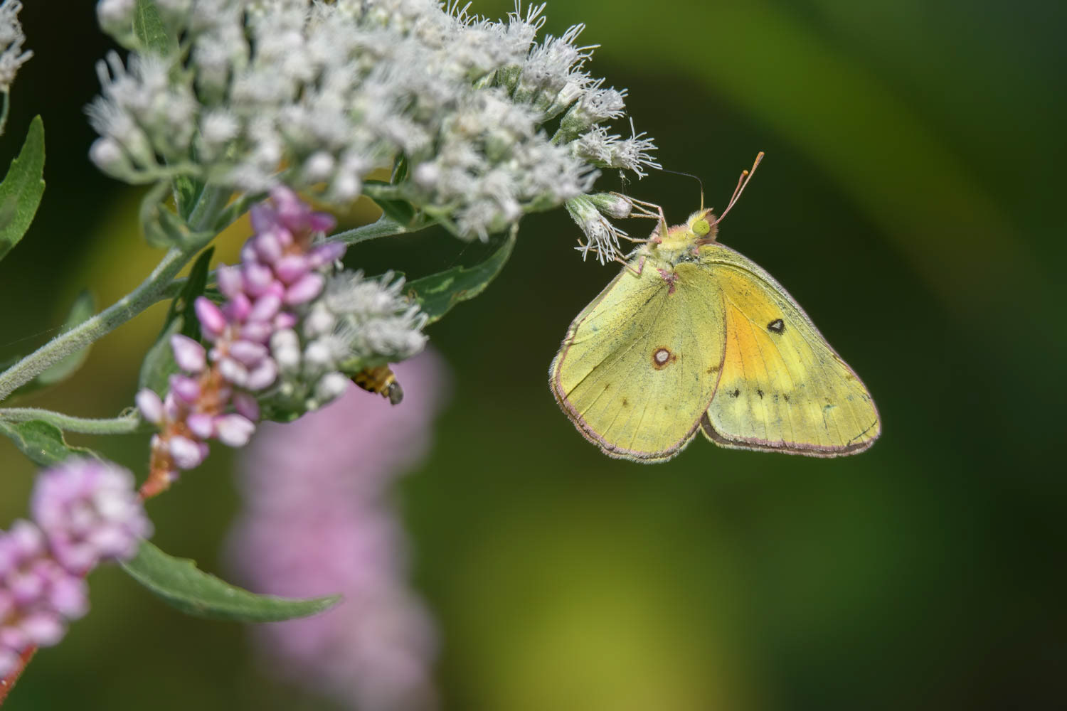 Orange Sulphur (Colias eurytheme)