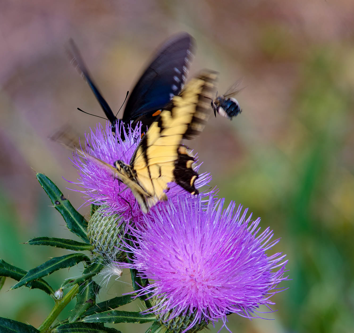 Eastern Tiger Swallowtail (Pterourus glaucus)