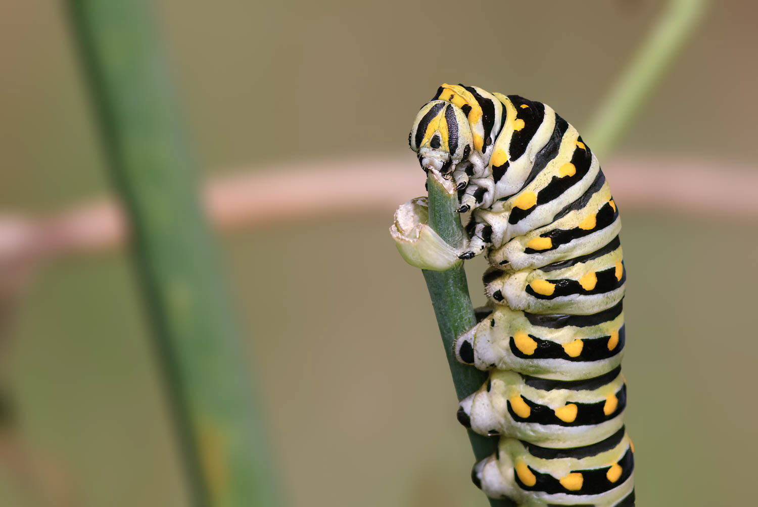 Black Swallowtail Caterpillar (Papilio polyxenes)