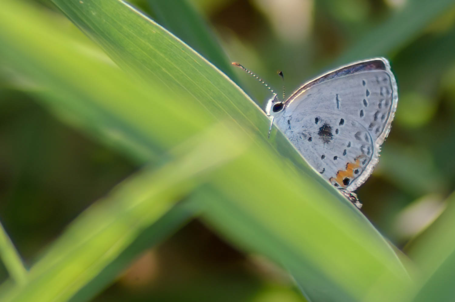 Eastern Tailed Blue (Cupido comyntas)