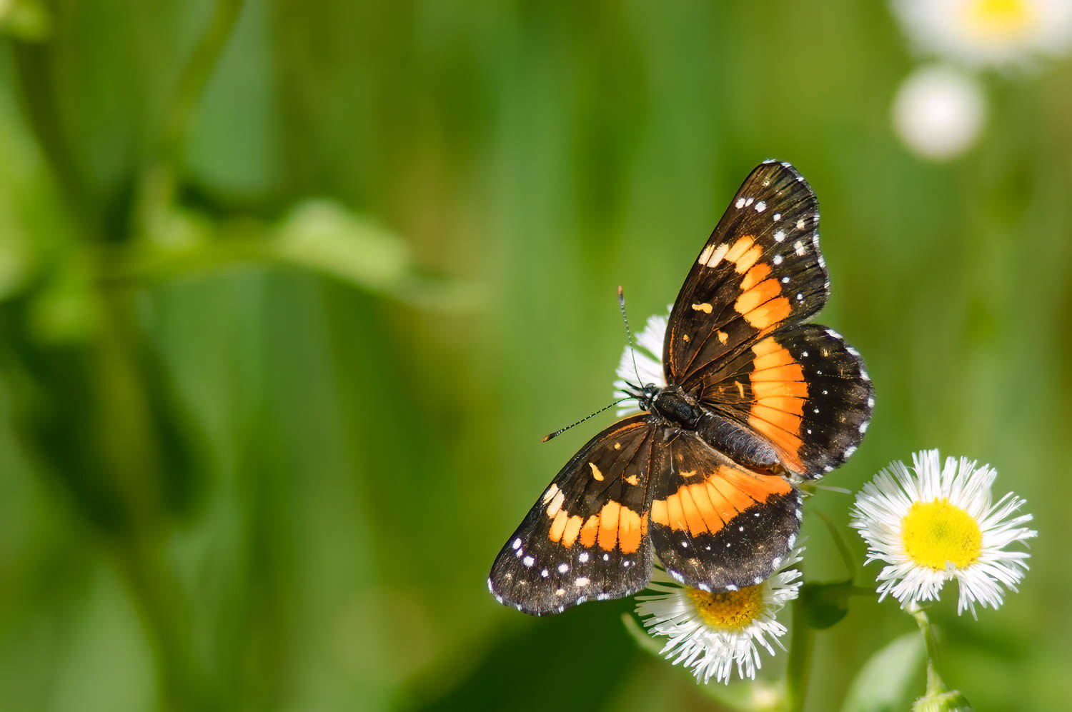 Bordered Patch (Chlosyne lacinia)