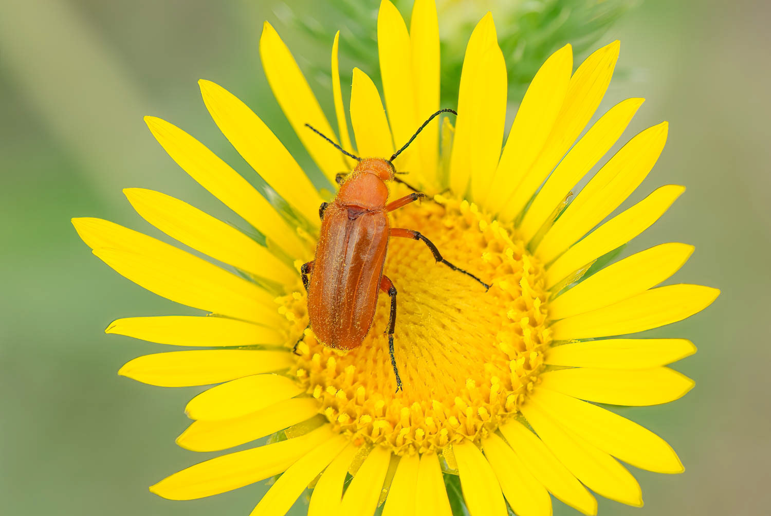 Blister Beetle (Gnathium minimum)