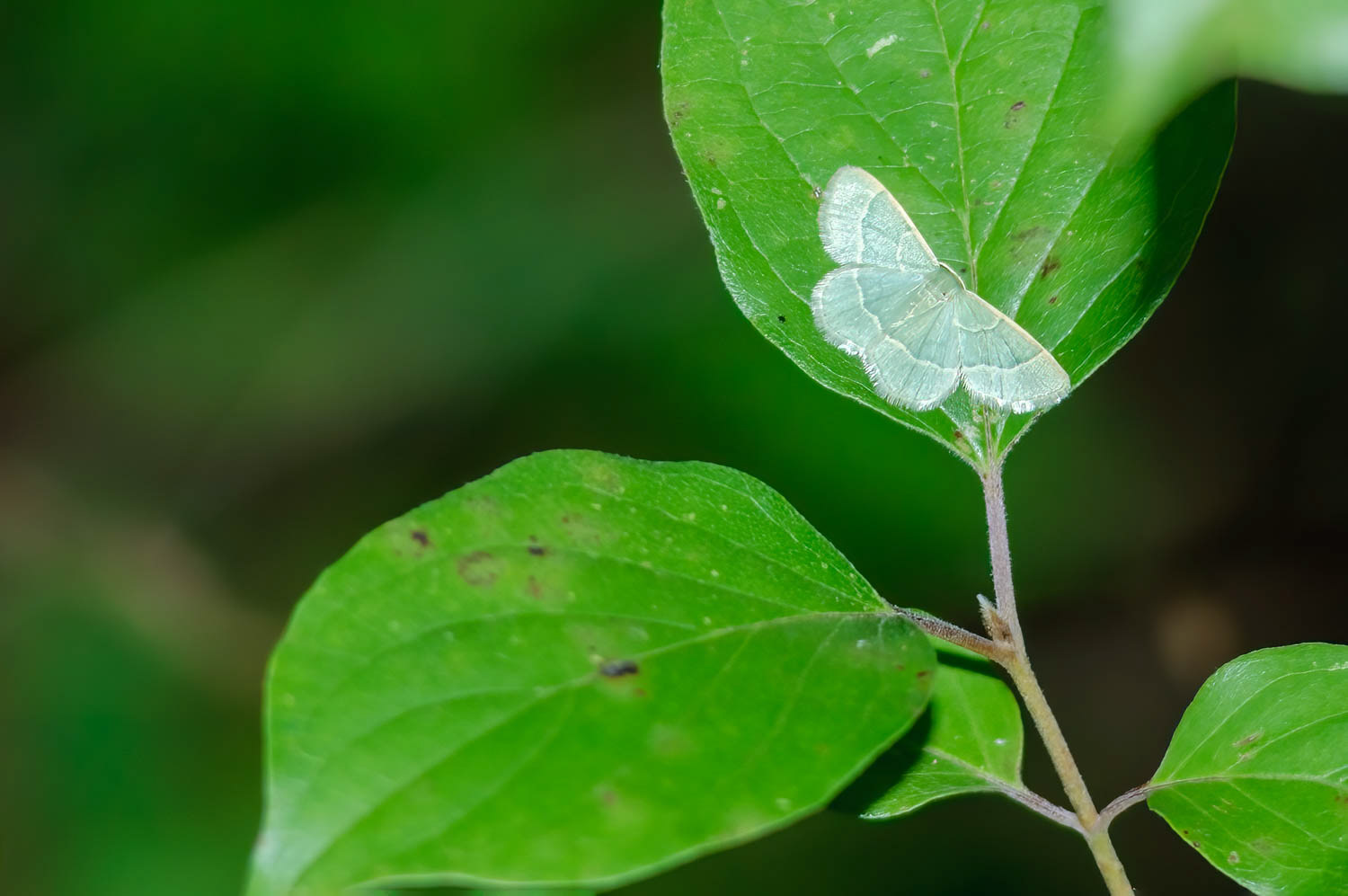 Wavy-lined Emerald Moth (Synchlora aerata)