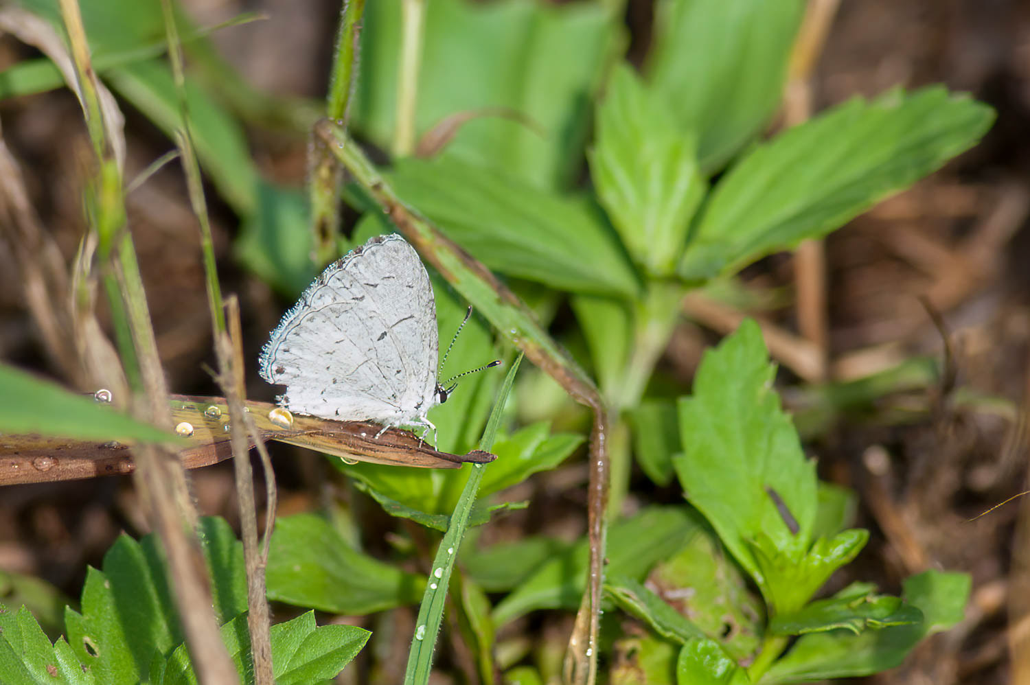 Eastern Tailed Blue (Cupido comyntas)