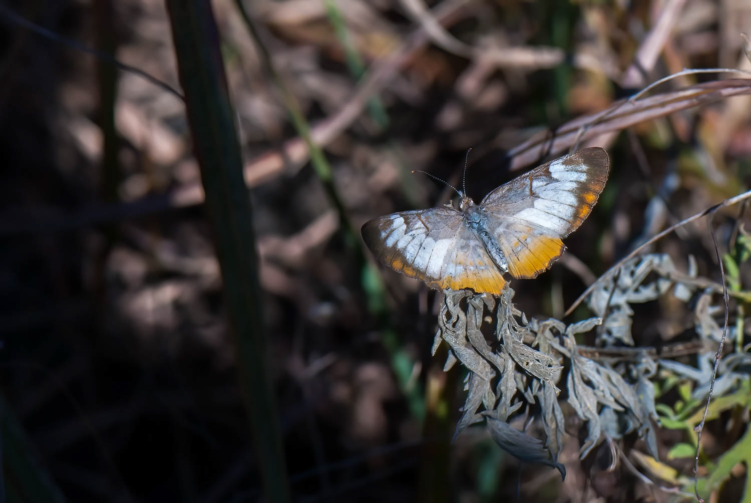 Common Mestra (Mestra amymone)