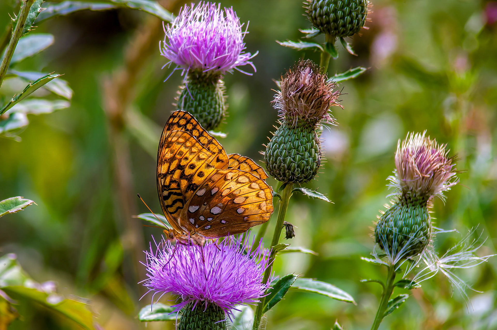 Great Soangled Frutillary (Speyeria cybele)