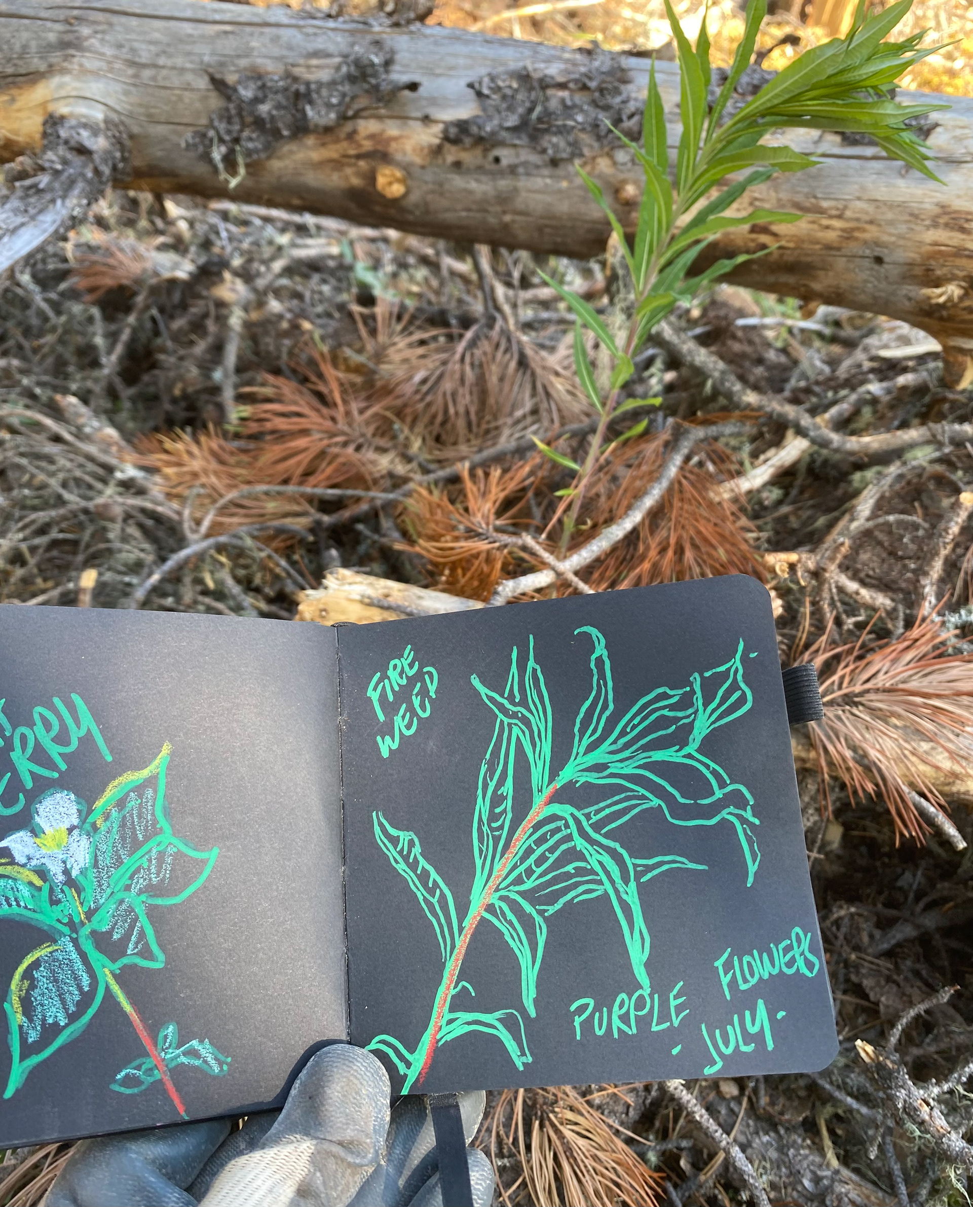 Acrylic Pen, 2023. Boreal Forest. 