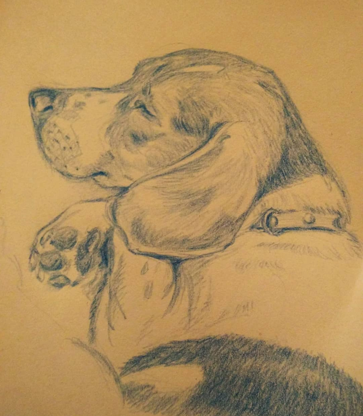 Se llama "Chula", vi como se comía un calcetín