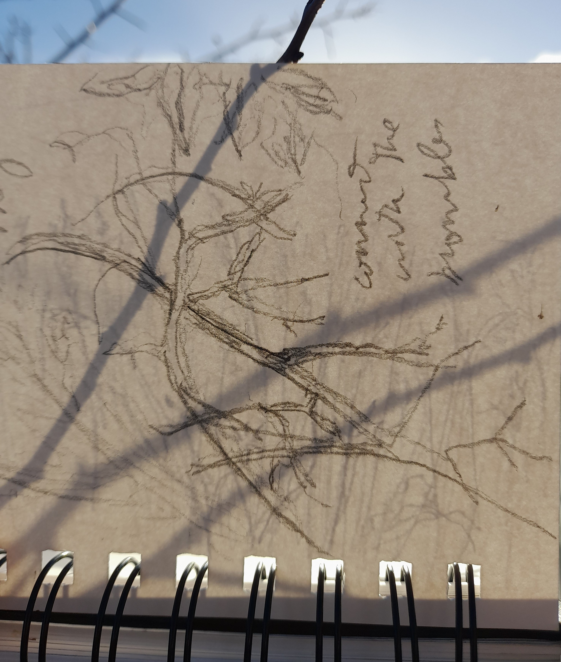 Shadow of a tree, Sketch of a tree on and through a page of my sketchbook. A6.2023