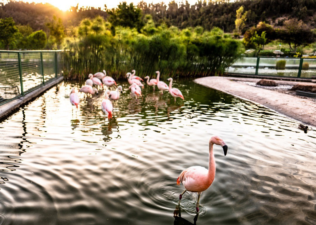Chile Flamingo, Santiago de Chile