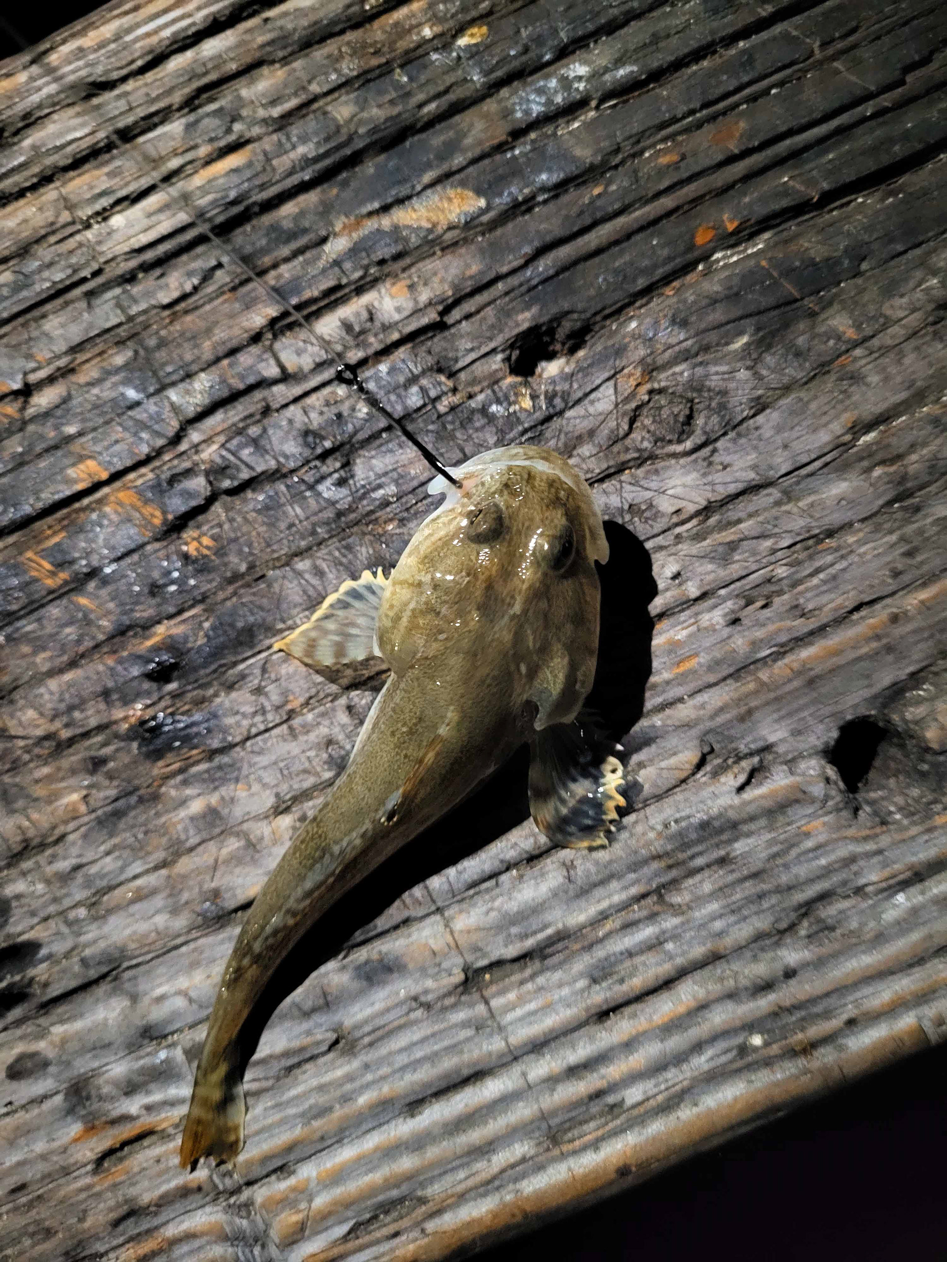 Lizard Fish