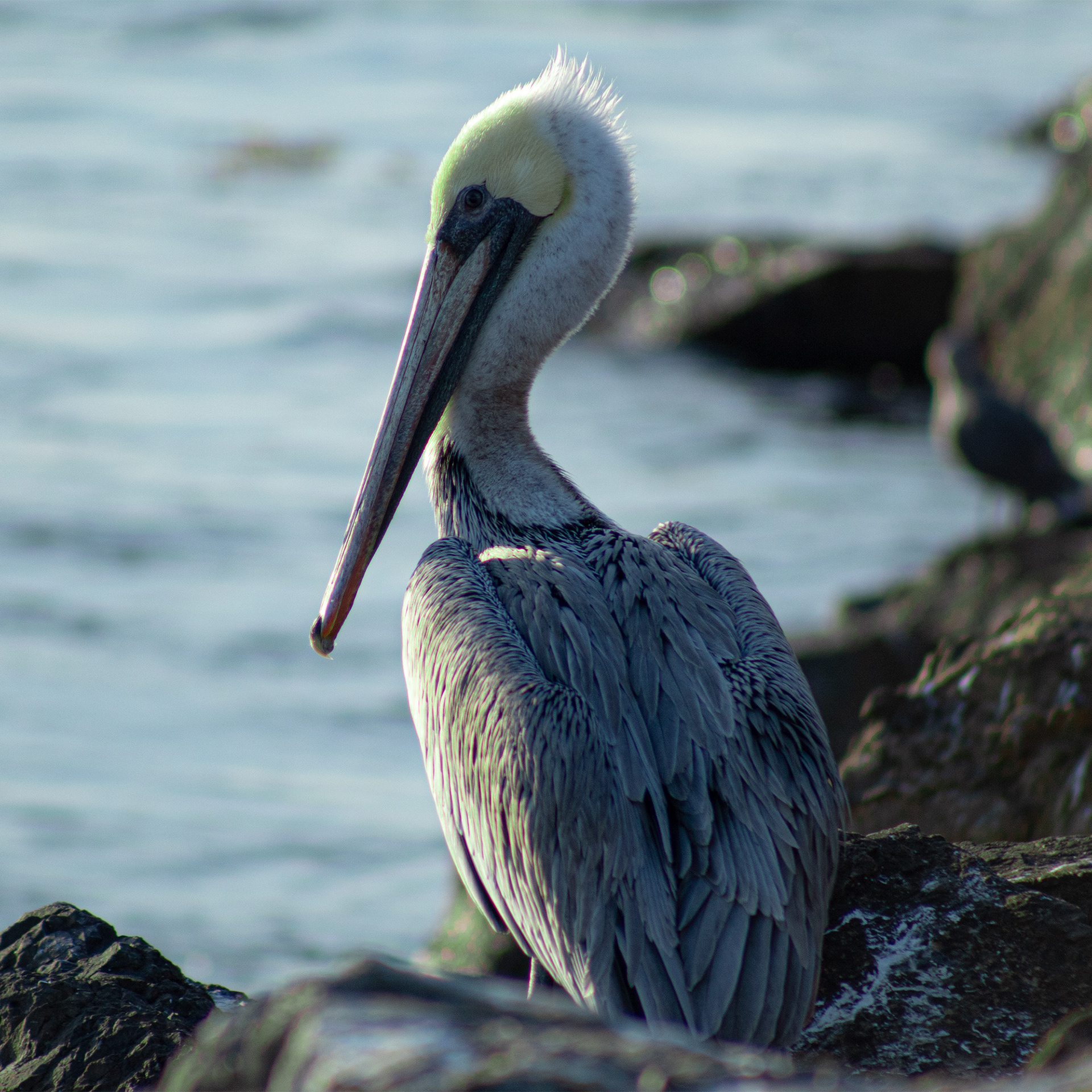 California Brown Pelican