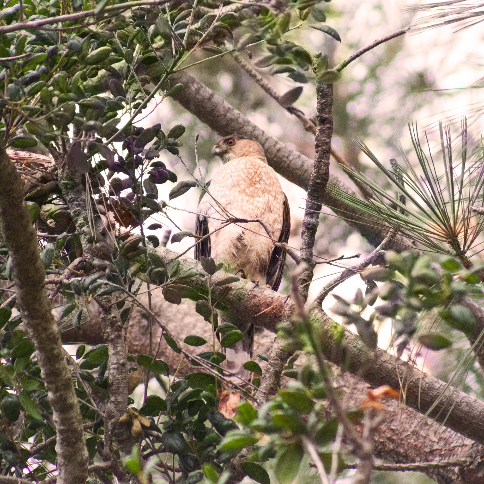 Red-Shouldered Hawk