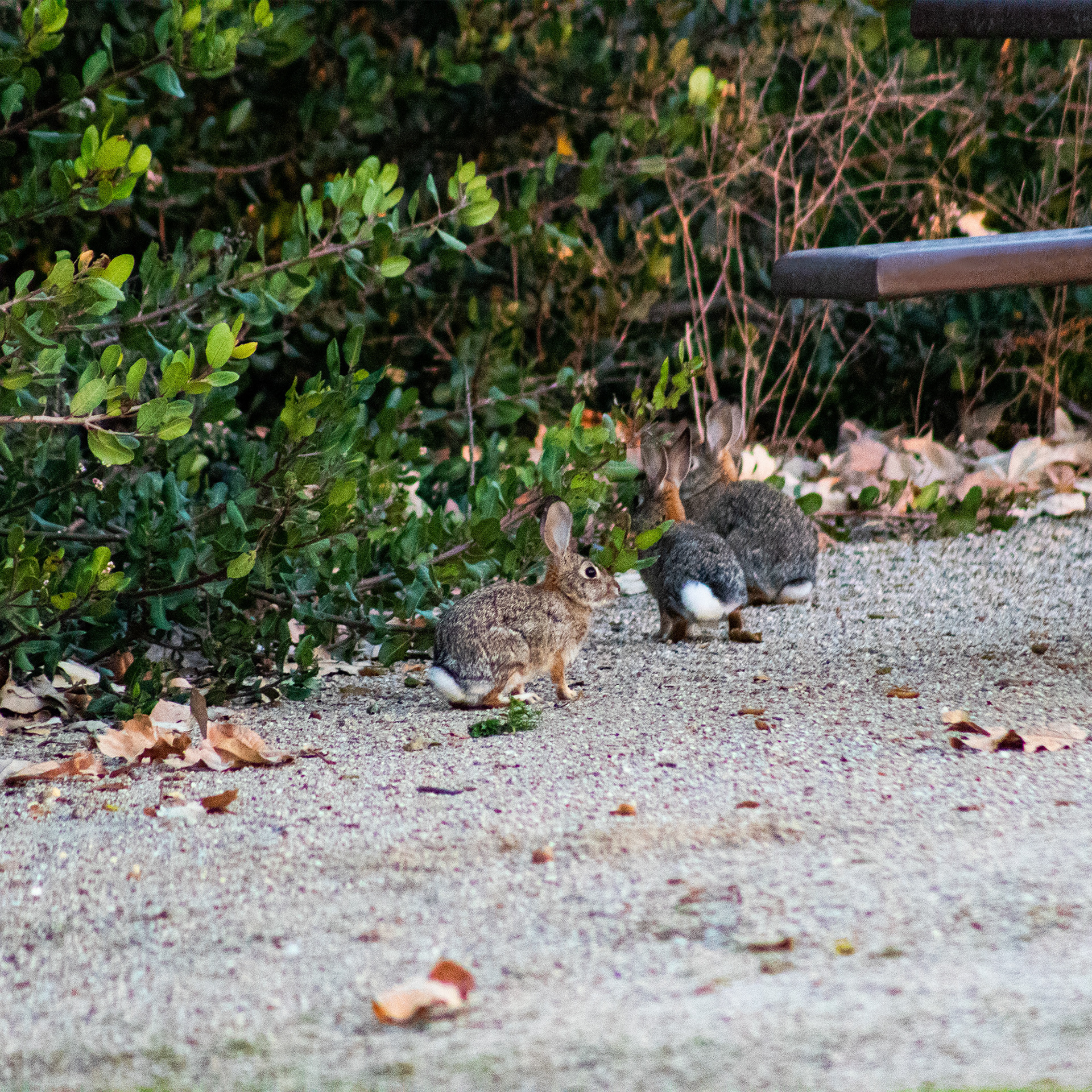 California Desert Cottontail Rabbit