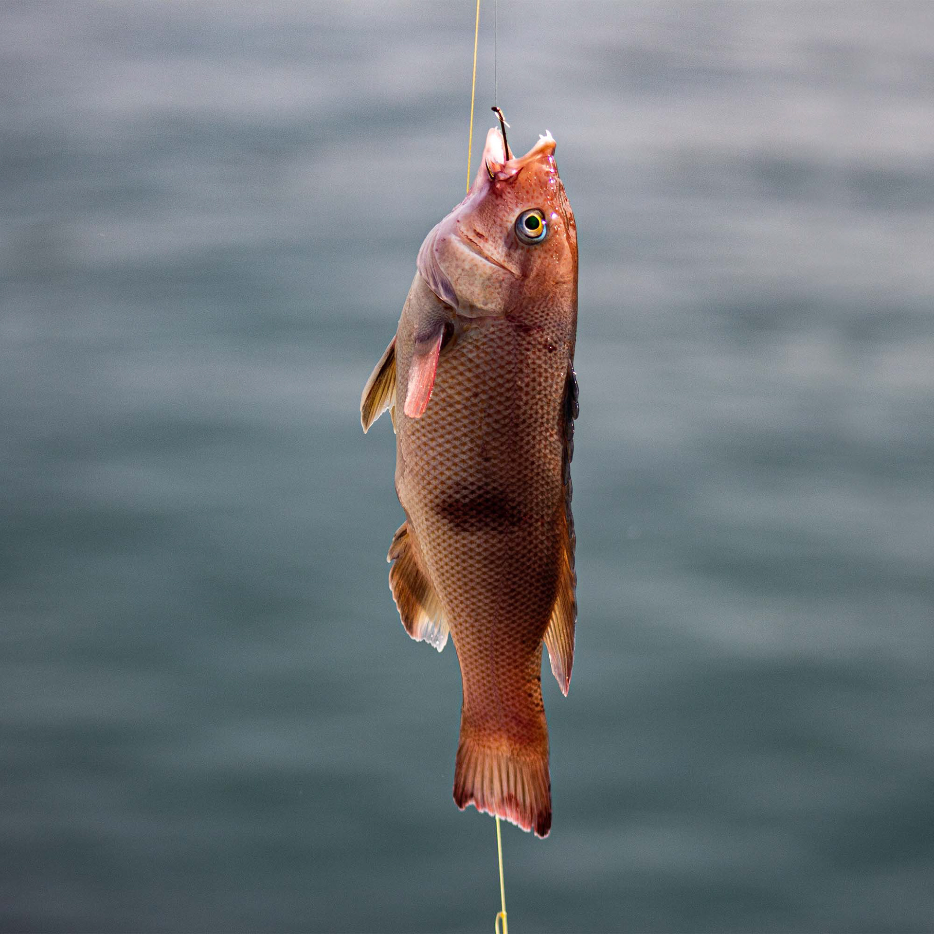 Female Sheephead FIsh