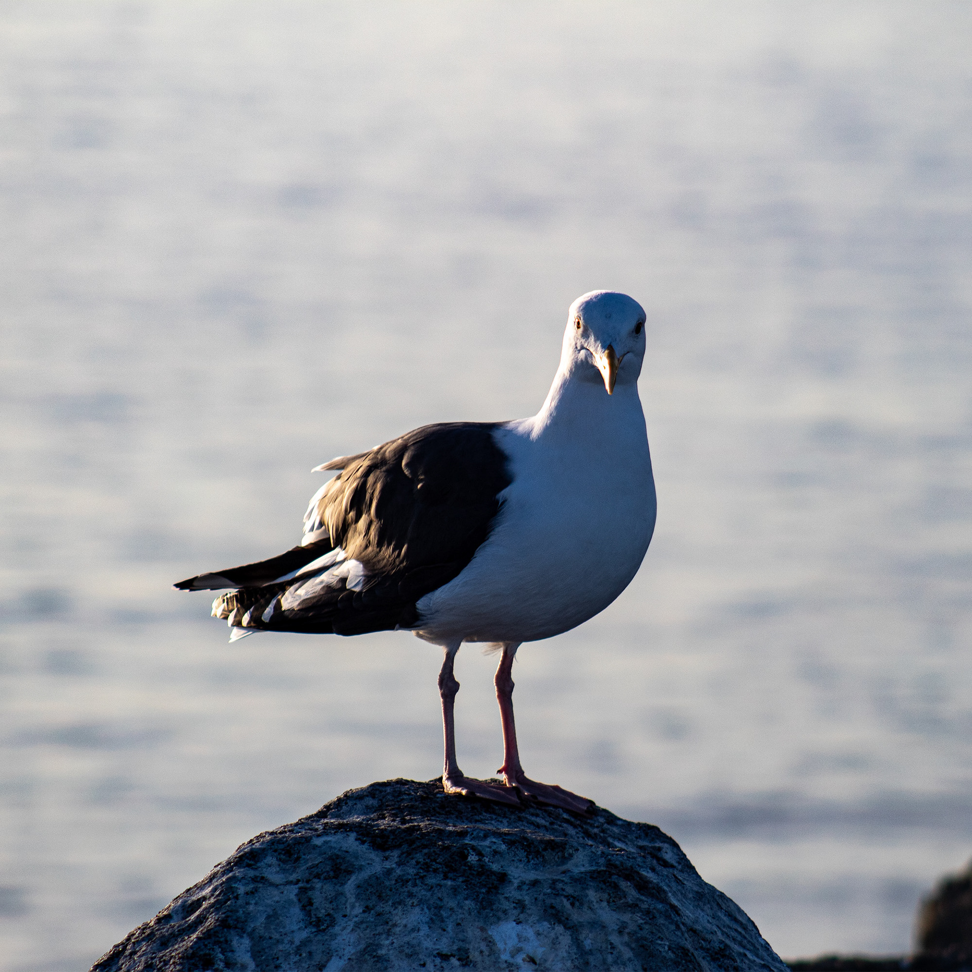Seagull