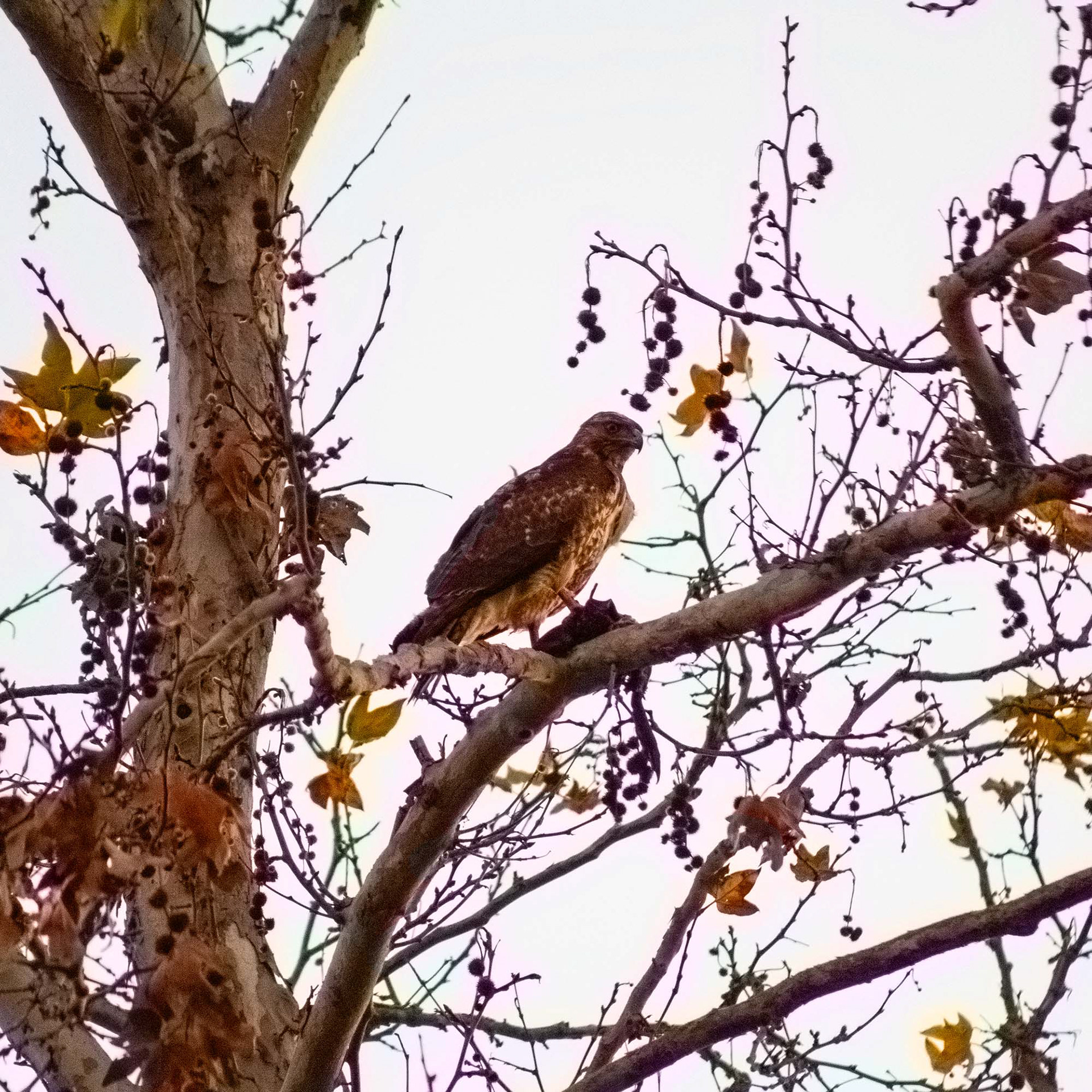 Red-Tailed Hawk