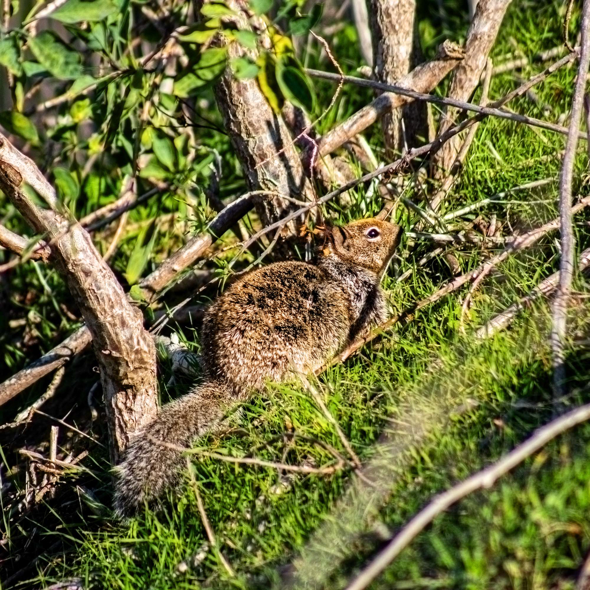 Fox Squirrel
