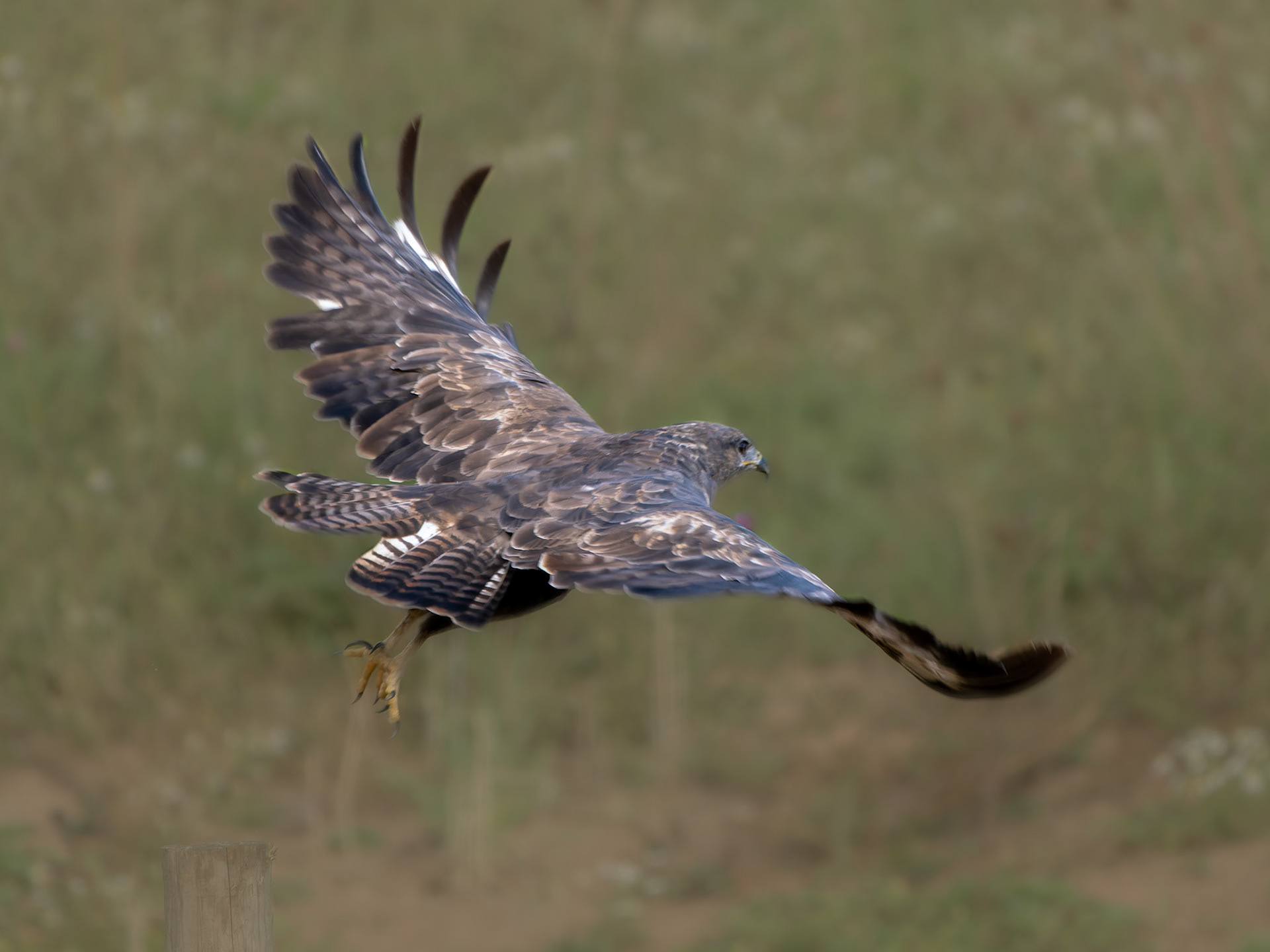 Buzzard