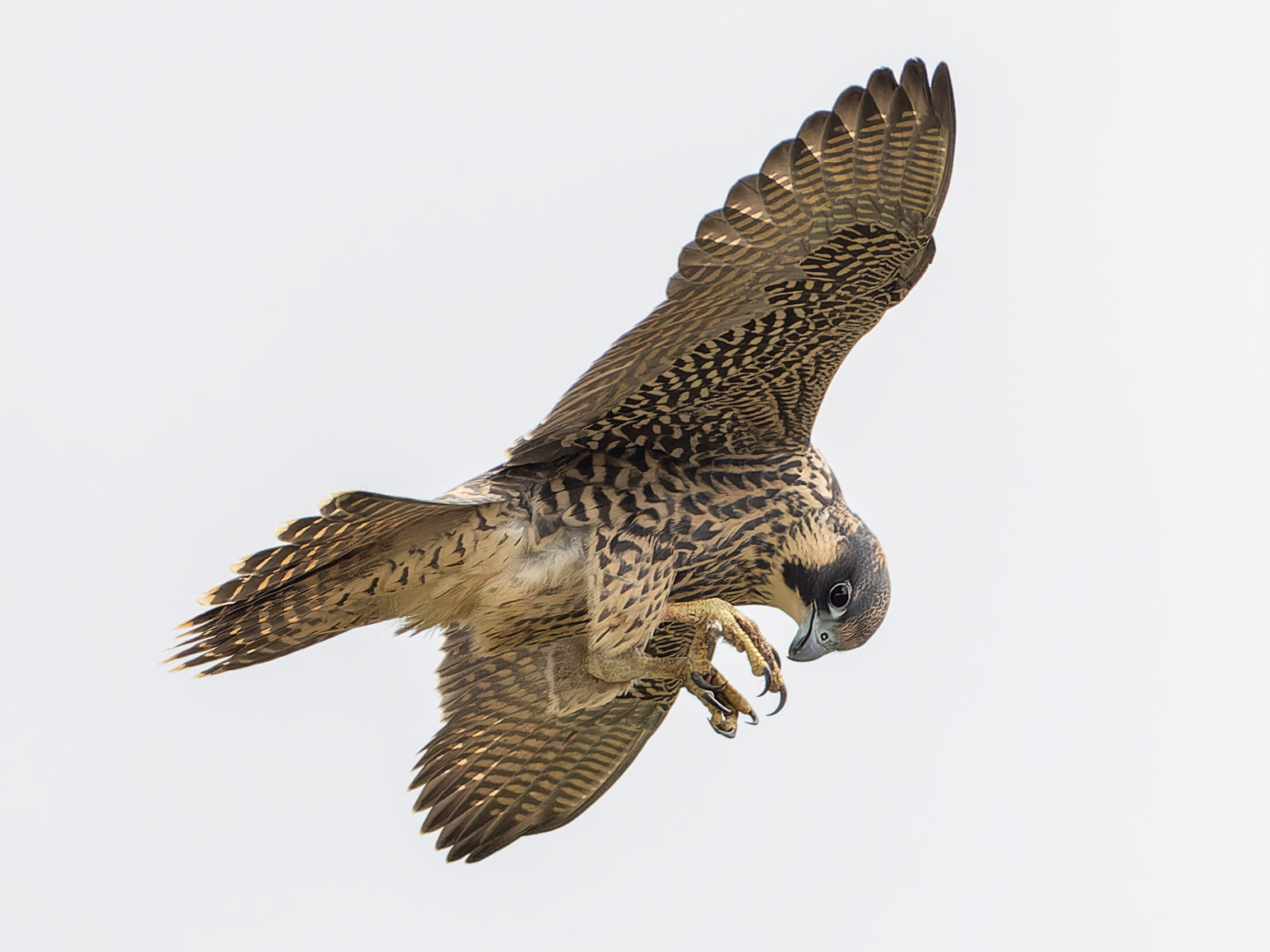 Peregrine